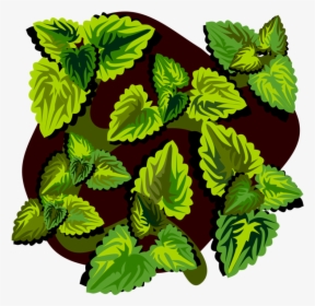 Plant,flower,leaf - Illustration, HD Png Download, Transparent PNG