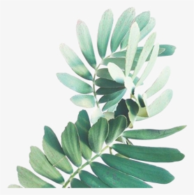 Transparent Spa Png - Watercolor Green Leaves Png, Png Download, Transparent PNG