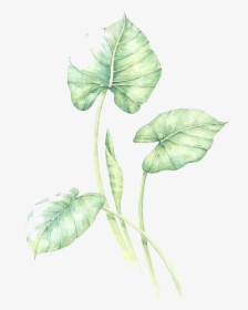 Watercolor Leaves Green Free Png Hq Clipart - Anthurium, Transparent Png, Transparent PNG
