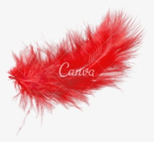 Red Feather Isolated On - Punk Fashion, HD Png Download, Transparent PNG