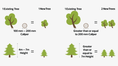 Tree Size In Mm, HD Png Download, Transparent PNG