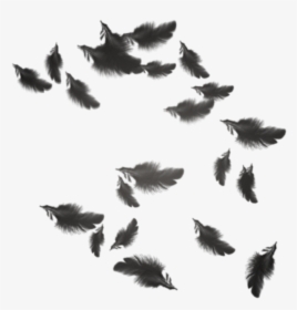 Transparent Plumas Png - Black Feathers Floating Png, Png Download, Transparent PNG
