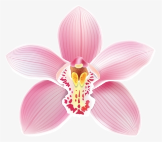 Orchid Clipart Petals, HD Png Download, Transparent PNG