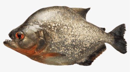 Grey Piranha - Piranha Fish, HD Png Download, Transparent PNG