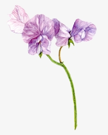 Transparent April Flowers Clipart - Purple Sweet Pea Watercolor, HD Png Download, Transparent PNG