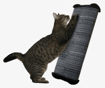 Scratching Post, HD Png Download, Transparent PNG