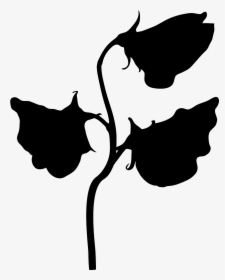 Black And White Sweet Pea, HD Png Download, Transparent PNG