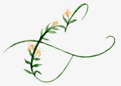 Arrowgrass Family, HD Png Download, Transparent PNG
