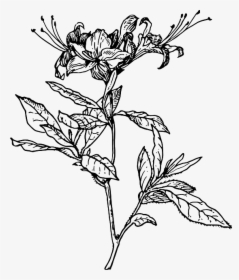 Outline, Flower, Azalea, Plant, Coloring, Short, Tattoo - Azalea Line Drawing, HD Png Download, Transparent PNG