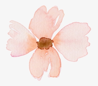 Plant,magnolia Family,wildflower - Impatiens, HD Png Download, Transparent PNG