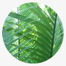 #green #leaves #circle #icon #tropic #freetoedit - Tree, HD Png Download, Transparent PNG