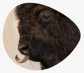 Wild Buffalo - Bison, HD Png Download, Transparent PNG