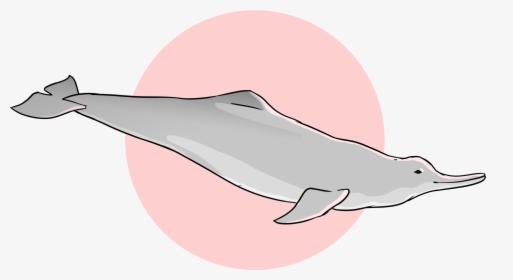 Wholphin, HD Png Download, Transparent PNG
