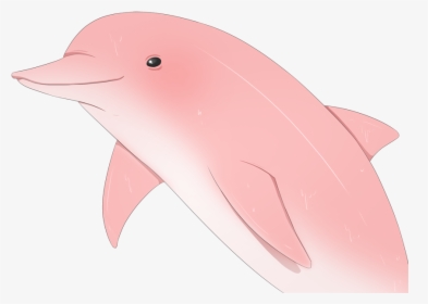 Sadie Wiki - Wholphin, HD Png Download, Transparent PNG