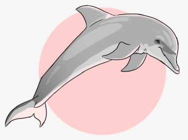 Common Bottlenose Dolphin, HD Png Download, Transparent PNG