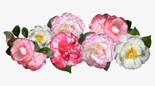 Transparent Japanese Flowers Png - Camellia Cut Out, Png Download, Transparent PNG