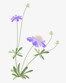 Scabiosa, Japanese Style, Autumn, Flower - Portable Network Graphics, HD Png Download, Transparent PNG