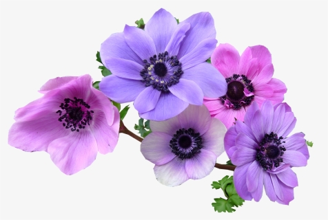 Transparent Rosemary Clipart - Anemone Flower Png, Png Download, Transparent PNG