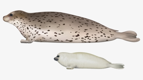Harbor Seal Transparent Images - Spotted Seal Illustration, HD Png Download, Transparent PNG