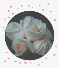 Flower Delivery Philippines Rose Funeral Flowers - Garden Roses, HD Png Download, Transparent PNG