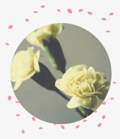 Flower Delivery Philippines Carnation Funeral Flowers - Garden Roses, HD Png Download, Transparent PNG