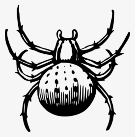 Decapoda,widow Spider,invertebrate - Spider Man Web Drawing Black, HD Png Download, Transparent PNG