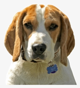 Puppy Foxhound, HD Png Download, Transparent PNG