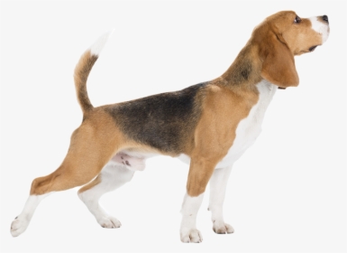 Foxhound - Beagle-harrier, HD Png Download, Transparent PNG