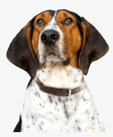 Puppy Treeing Walker Coonhound, HD Png Download, Transparent PNG