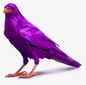 Purple Raven Bird Image Standing For Slider - Transparent Background Crow Png, Png Download, Transparent PNG