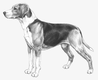 American Hound Dog Drawing, HD Png Download, Transparent PNG