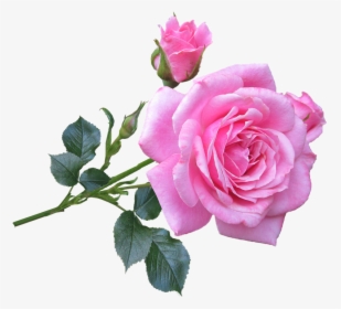 Pink, Rose, Stem, Flower - Good Morning Pink Rose, HD Png Download, Transparent PNG