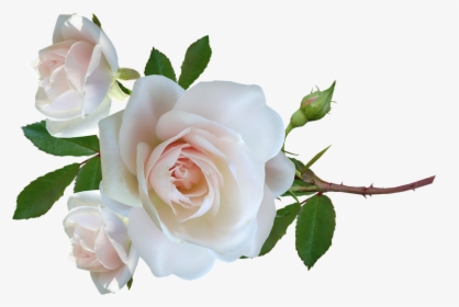 Flower, Roses, Stem, Leaves, Delicate, Perfume, Cut - Floribunda, HD Png Download, Transparent PNG