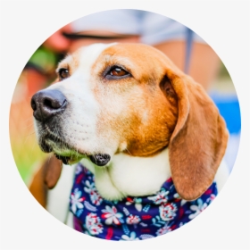 Foxhound Png, Transparent Png, Transparent PNG