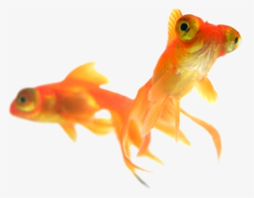 Goldfish Habitat Png - Gold Fish, Transparent Png, Transparent PNG