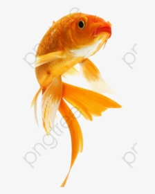 Goldfish Clipart Cute - Cute Goldfish, HD Png Download, Transparent PNG