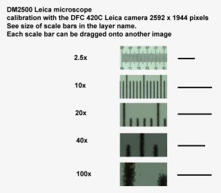 Transparent Scale Bar Png - Scale Bar Microscopy Magnification, Png Download, Transparent PNG