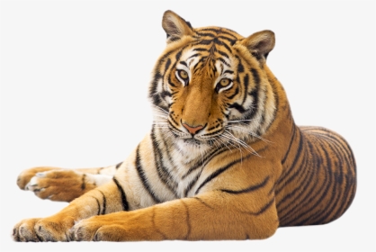 Tiger Photo White Background, HD Png Download, Transparent PNG