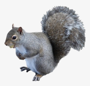 Transparent Squirrel Png - Red Squirrel In Minnesota, Png Download, Transparent PNG