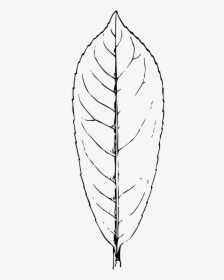 Transparent Leaf Symbol Png - Laurel Leaf Clipart Black And White, Png Download, Transparent PNG