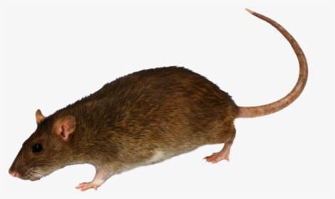 Rat Clipart Transparent Background - Mouse Rodent, HD Png Download, Transparent PNG