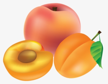 Peach, HD Png Download, Transparent PNG