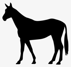 Transparent Horse Tail Png - Arabian Horse Clipart, Png Download, Transparent PNG