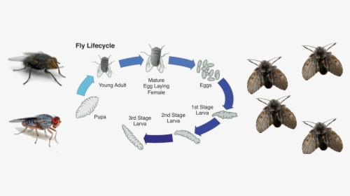 Life Cycle Of A Fly , Png Download - Carrion Fly Life Cycle, Transparent Png, Transparent PNG