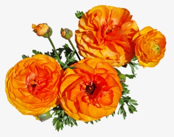 Flowers, Spring, Blooms, Garden Nature - Rose, HD Png Download, Transparent PNG