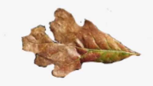 Fallen Oak Leaves - Gambel Oak, HD Png Download, Transparent PNG