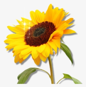 Free Sunflower Garden Clipart Image 8566, Sunflower - Sunflower Clipart Png, Transparent Png, Transparent PNG