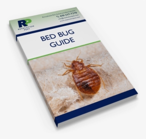 Transparent Bed Bug Png - Cockroach, Png Download, Transparent PNG