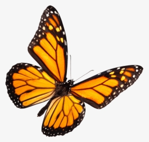 Thumb Image - Real Yellow Butterfly Png, Transparent Png, Transparent PNG