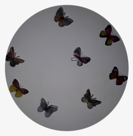 #mariposas #transformation #transfórmate #transforma - Large Blue, HD Png Download, Transparent PNG